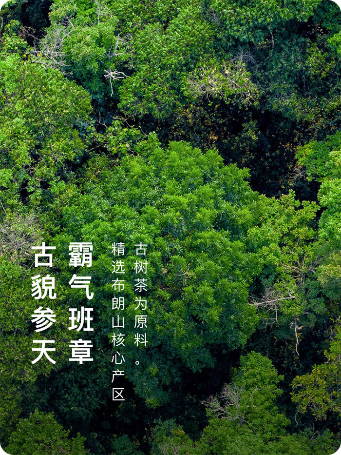 2020年2001批 春秋大義大益勐海茶廠普洱茶